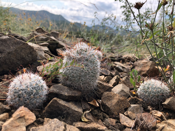Pincushion cacti - Arizona Trail