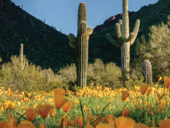 Arizona Center for Rural Health Annual Report 2024